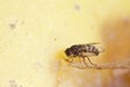 One fruitfly on the wild nature (Drosophila Melanogaster)