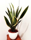 Snake plant, sanceviera, tiger plant, my room decoration plant, green leaf with yellow line,