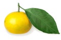 One full fruit of yellow tangerine with green leaf