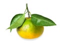 One full fruit of yellow tangerine with several green leafs