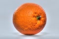 One full orange only Royalty Free Stock Photo