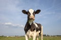 One funny black and white cow eating, chewing blades of grass, friesian holstein, standing in a pasture under a blue sky and a