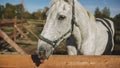 one funny horse gray-white color in farm