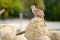 One funny meerkat standing tall waiting for visitors in a zoo Royalty Free Stock Photo