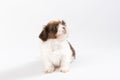 One funny shih-tzu puppy