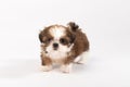 One funny shih-tzu puppy