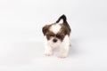 One funny shih-tzu puppy