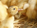 One funny yellow duckling Royalty Free Stock Photo