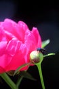 One Fuschia Peony Bloom with Flying Insect on Peony Bulb Royalty Free Stock Photo