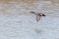 One gadwall duck anas strepera flying over water surface Royalty Free Stock Photo