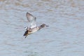 One gadwall duck anas strepera in flight with spread wings Royalty Free Stock Photo