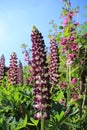 One of the gardens at Sissinghurst Castle in Kent in England in the summer. Royalty Free Stock Photo