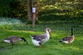 Toulouse and Canada Geese Royalty Free Stock Photo