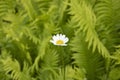 One gentle chamomile against green leaves of fern in the nature