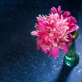 One gentle pink peony in glass green vase close up on dark blue textured backdrop with shadows and copy space Royalty Free Stock Photo