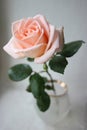 One gentle pink rose in vase bowl