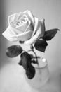 One gentle rose in vase bowl monochrome black and white