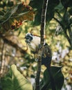 One Geoffroys Tamarin Monkey - Monkey island on Gatun Lake - Panama Royalty Free Stock Photo