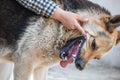 One German shepherd bites a man by the hand. Training and breeding thoroughbred dogs