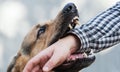 One German shepherd bites a man by the hand. Training and breeding thoroughbred dogs