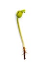 One germinating bean sprouts close up Royalty Free Stock Photo