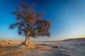 One ghaf tree at sunset in the Qatar desert