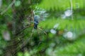 One giant spider on web - Nature marco photography Royalty Free Stock Photo