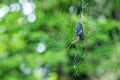 One giant spider on web - Nature marco photography Royalty Free Stock Photo
