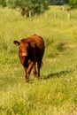 One ginger cow on Hertford Common