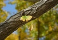 One gingko leaf on the branch in sunny day Royalty Free Stock Photo