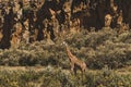 One giraffe hiding in bushes. Safari Kenya Africa