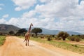 One giraffe in a savanna track Royalty Free Stock Photo