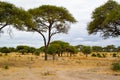 One giraffe under an acacia on the savanna of Tarangire National Park, in Tanzania Royalty Free Stock Photo