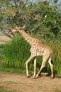 One giraffe walk through the savannah between the plants. Giraffe in the wild Royalty Free Stock Photo