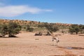 One giraffe walking in the desert dry landscape Royalty Free Stock Photo