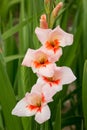 One gladiolus orange and apricot colored, in the field Royalty Free Stock Photo