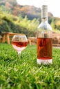 One glass and bottle of red or rose wine in autumn vineyard in green grass. Harvest time, picnic, fest theme. Royalty Free Stock Photo