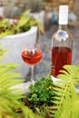 One glass and bottle of red or rose wine in autumn vineyard. Harvest time, picnic, fest theme. Royalty Free Stock Photo
