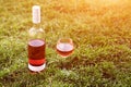 One glass and bottle of red or rose wine in vineyard in green grass. Harvest time, picnic, fest theme. Royalty Free Stock Photo