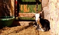 One goat resting on the country farm, lying on the hay, looking at camera Royalty Free Stock Photo