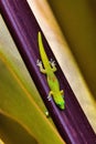 To gold dust geckos hanging out together.