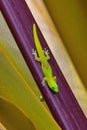 To gold dust geckos hanging out together.