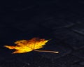 One gold single leave swimming in water in autumn
