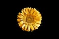 One golden gerbera flower black background isolated closeup, gold metal petals gerber flower, shiny yellow metallic leaves daisy Royalty Free Stock Photo