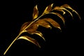 One golden leaves branch on black background isolated closeup, decorative gold color plant sprig, yellow shiny metallic twig Royalty Free Stock Photo