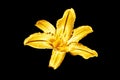 One golden lily flower black background isolated close up, beautiful single gold metal lilly, shiny yellow metallic floral pattern Royalty Free Stock Photo