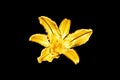 One golden lily flower black background isolated close up, beautiful single gold metal lilly, shiny yellow metallic floral pattern Royalty Free Stock Photo
