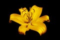One golden lily flower black background isolated closeup, beautiful single gold lilly on dark, shiny yellow metallic floral patten Royalty Free Stock Photo