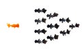 One goldfish confront group of small black goldfish isolated on white background represents courage or the idea of inspiring