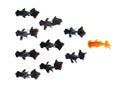 One goldfish following group of small black goldfish isolated on white background Represents a different idea of doing business.